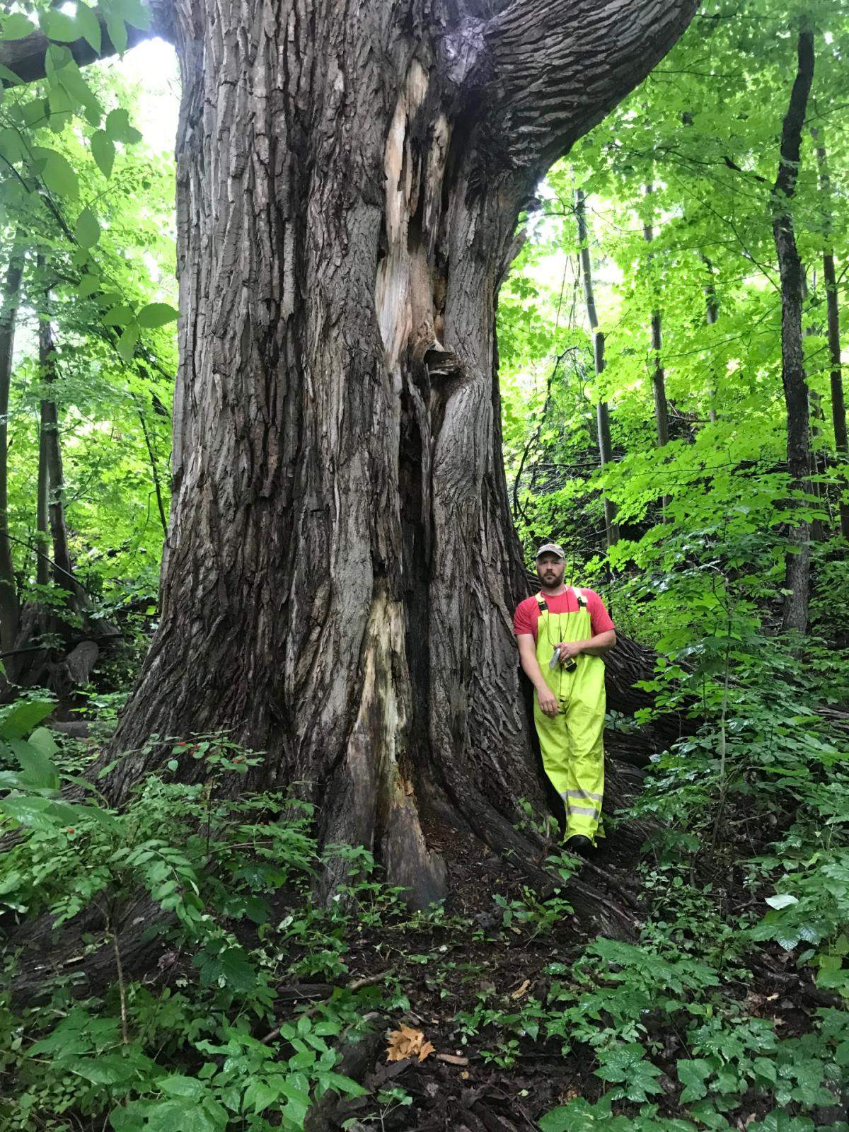 Vermont Big Tree Program | Vermont Urban & Community Forestry Program